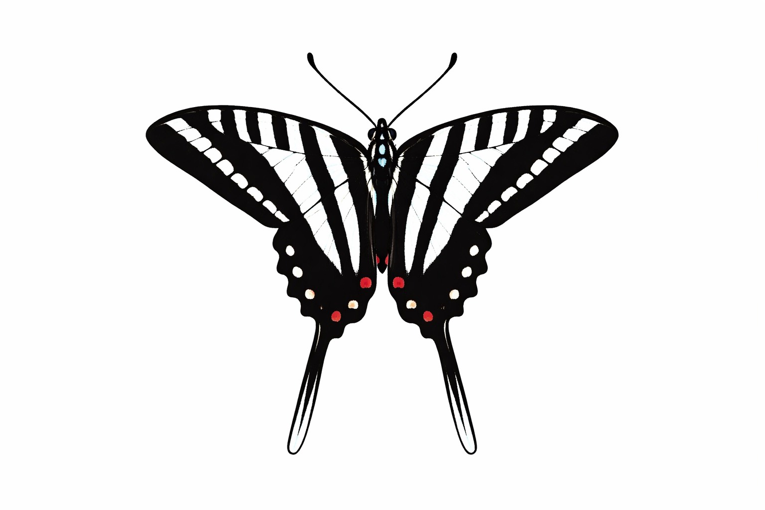 Zebra Swallowtail